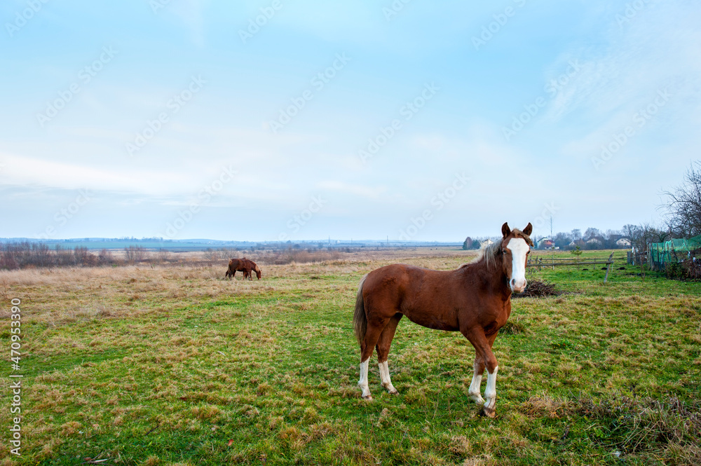 wild horse on a large meadow with beautiful scenery of blue sky and quiet at sunrise