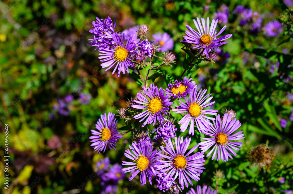 Close-up of a cluster of New England Aster flowers in the early autumn Close-up of a cluster of New England Aster flowers in the early autumn