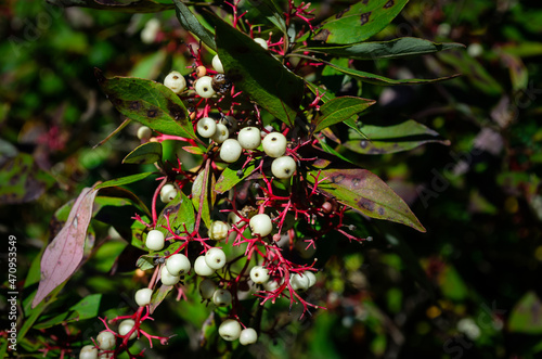 Close-up view of the white berries of the poison sumac plant photo