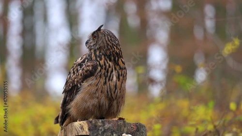 A beautiful Eurasian eagle-owl (Bubo bubo) owl standing on a tree stump in an autumn forest looking around.