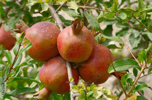 Ripe pomegranate on a tree in a vegetable garden