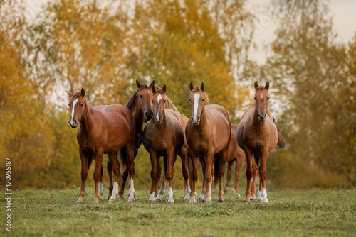 Herd of horses in the field in autumn. Don breed horses.