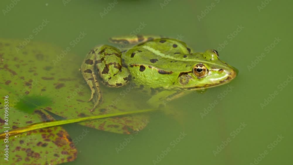 Half-submerged frog in the pond suddenly jumps into the water Half-submerged frog in the pond suddenly jumps into the water