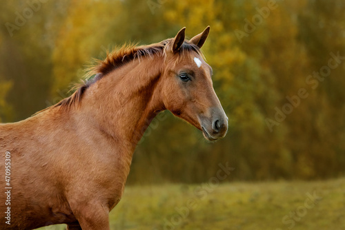 Portrait of red horse in autumn. Don breed horse.