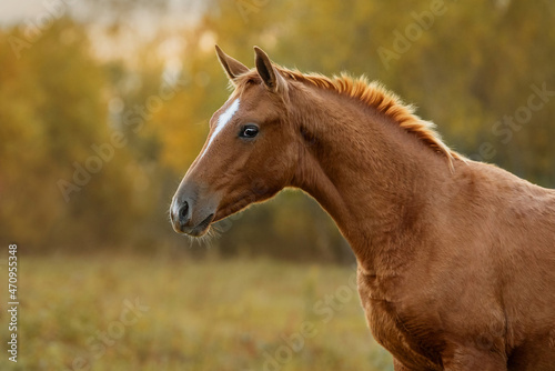 Portrait of red horse in autumn. Don breed horse.