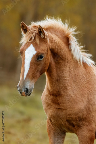 Portrait of red horse in autumn. Don breed horse.