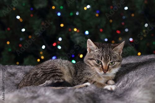 little gray cat lying and resting on gray fur on the background of the Christmas tree. Little kitten close up. Cat. Christmas tree. Bokeh. Christmas garland. Holiday concept. Place for text. Tabby