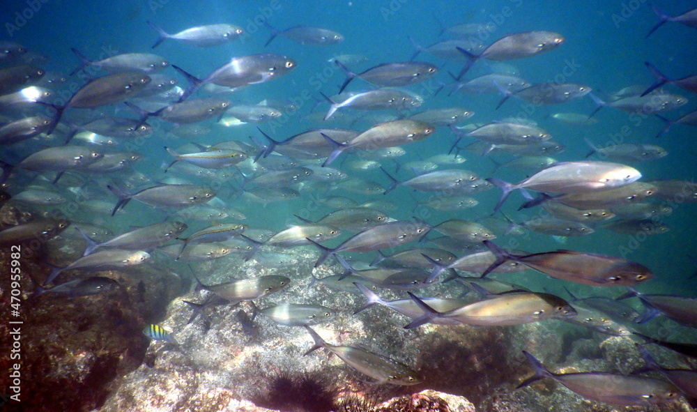 Fototapeta premium Costa Rica Pacific sea life