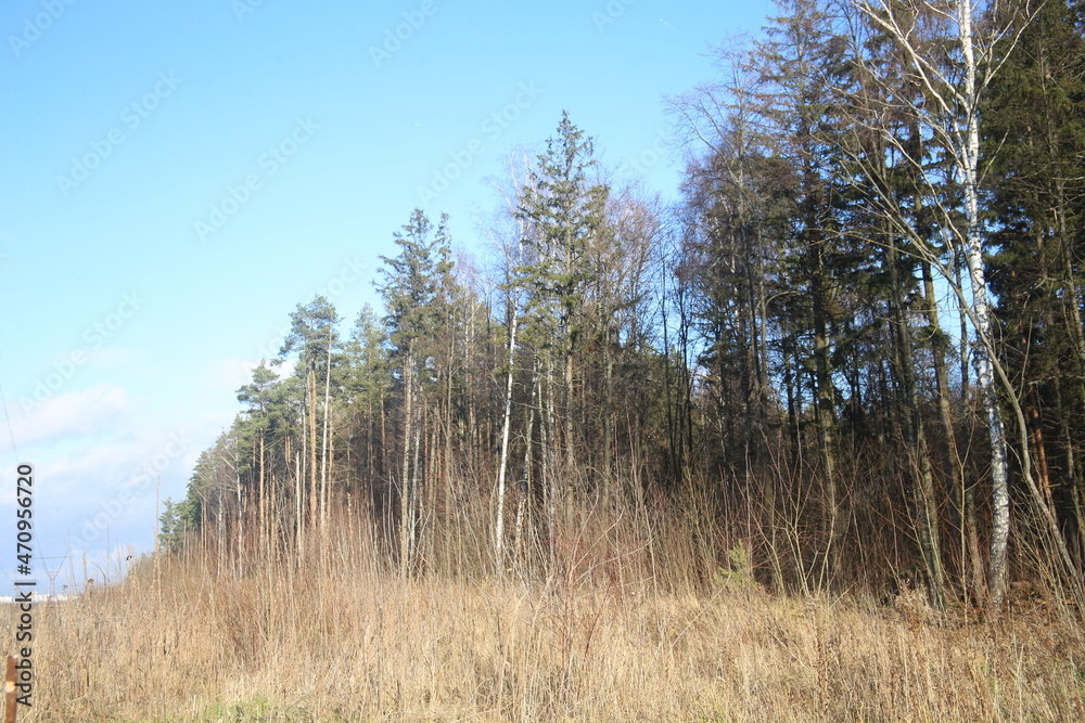 pine forest in the morning landscape nature trees sky field meadow pine forest in the morning landscape nature trees sky field meadow