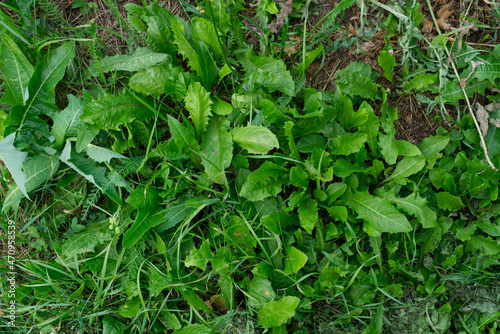 Juicy dandelion leaves on a summer day. Top view