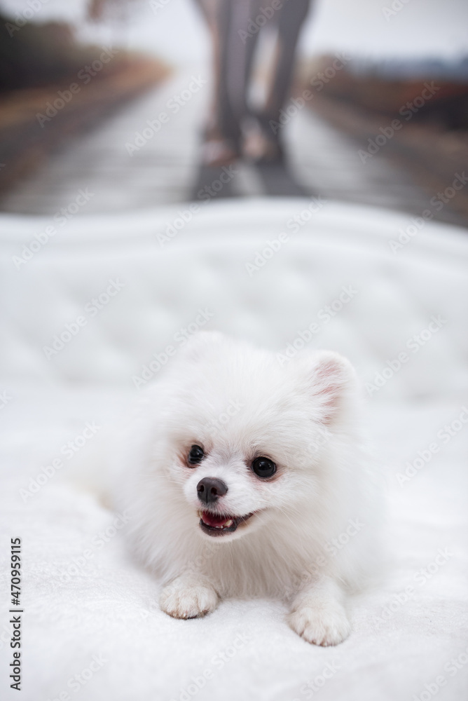 puppy spitz dog pet yorkshire terrier Chihuahua grooming puppy spitz dog pet yorkshire terrier Chihuahua grooming