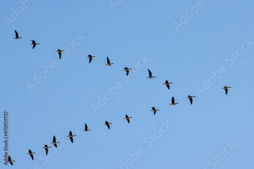 Silhouettes of geese on a background of blue sky, migration of birds