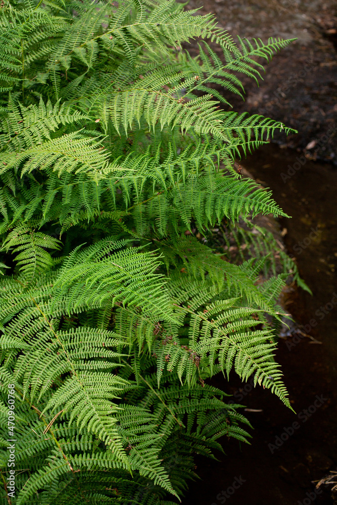 Green fluffy twigs of a fern growing in the forest. Green fluffy twigs of a fern growing in the forest.