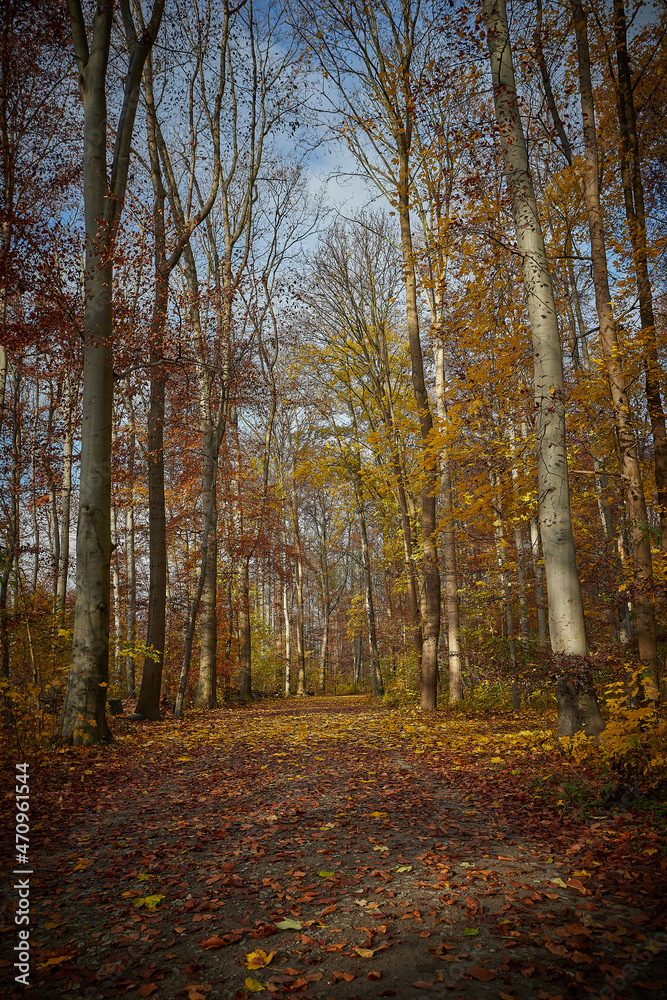 walkway in a forest, yellow leafes, sunlight, autumn colors, outdoors