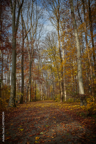 walkway in a forest, yellow leafes, sunlight, autumn colors, outdoors