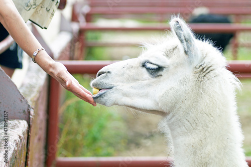 Girl s hand feeding alpaca at the zoo farm on a summer day