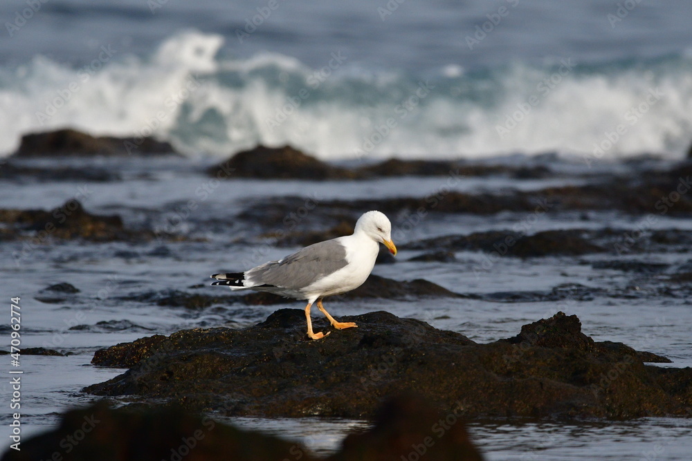 GAVIOTA PATIAMARILLA EN LA COSTA NORTE DE LA ISLA DE TENERIFE GAVIOTA PATIAMARILLA EN LA COSTA NORTE DE LA ISLA DE TENERIFE