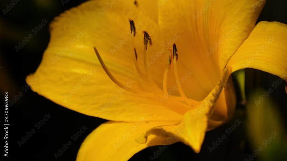 Yellow lily visited by a tiny bee. Yellow lily visited by a tiny bee.