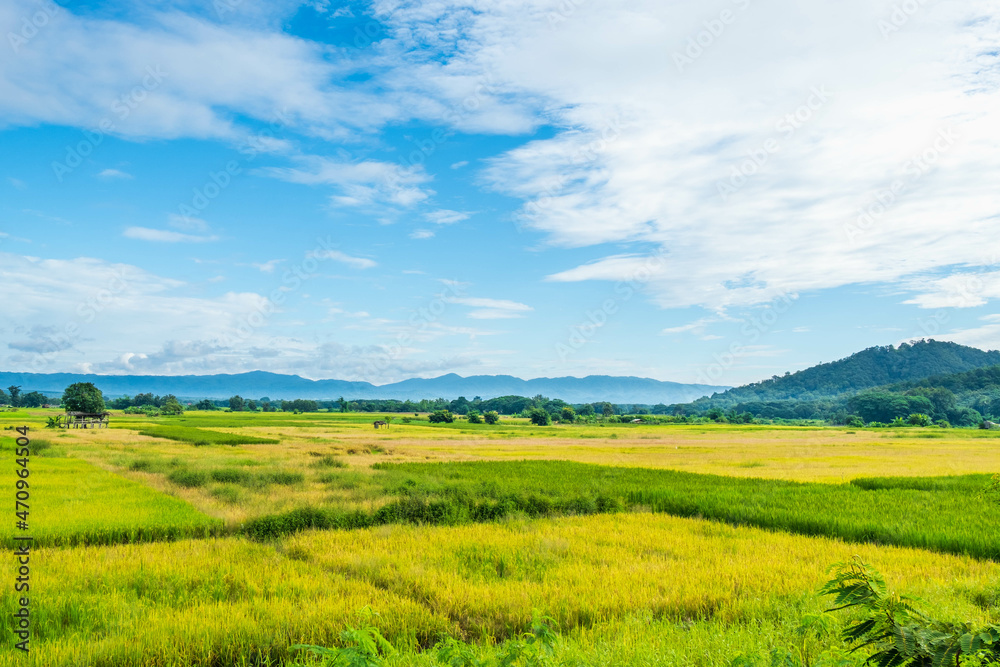 Scenery of harvested rice fields and sky