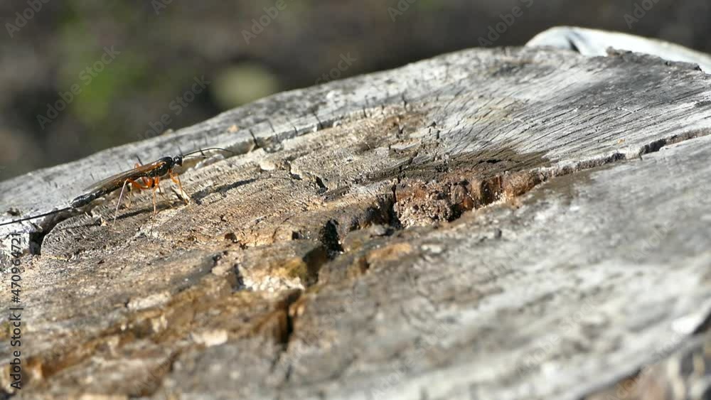 Dolichomitus imperator is a species of Hymenoptera in the family ichneumon wasps, stock footage Dolichomitus imperator is a species of Hymenoptera in the family ichneumon wasps, stock footage