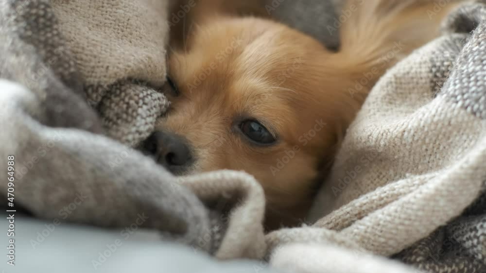 Portrait of adorable funny longhair chihuaha dog sleeps in plaid. Very cute pet Portrait of adorable funny longhair chihuaha dog sleeps in plaid. Very cute pet