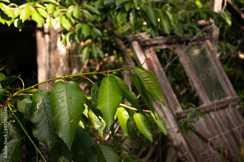 leaves in the garden