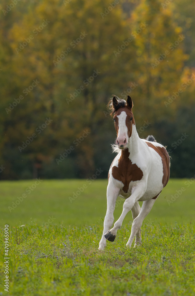 brown and white pinto colored warmblood horse free running in a field ...