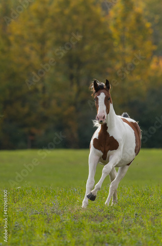 brown and white pinto colored warmblood horse free running in a field of green grass with spring summer and fall colours in background horse in middle of canter stride with brown face and white mane 