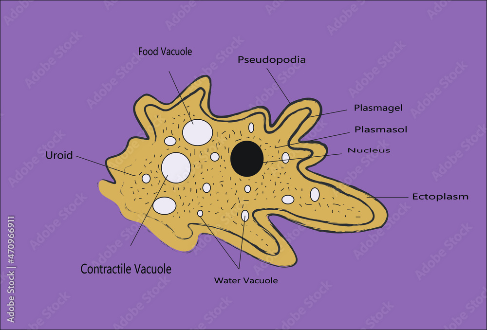 Labelled diagram of an amoeba .An amoeba, often called an amoeboid, is ...