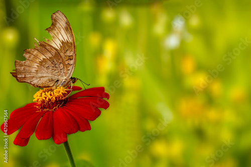 A brown butterfly perched on a red zinnia flower, has a soft green grass background and warm sunlight, copy space