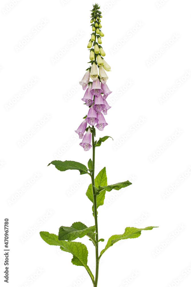 Foxglove flowers, lat. Digitalis, isolated on white background