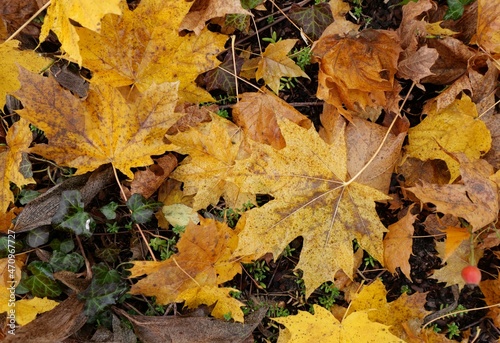 autumn leaves background