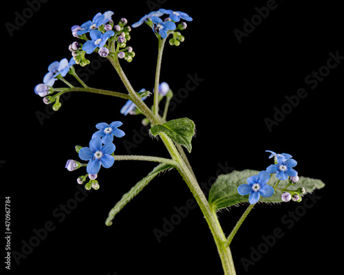 Blue flowers of brunnera, forget-me-not, myosotis, isolated on black background