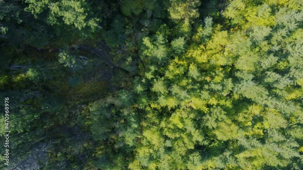 Top view of bright trees with leaves of salad shades on a sunny day Top view of bright trees with leaves of salad shades on a sunny day