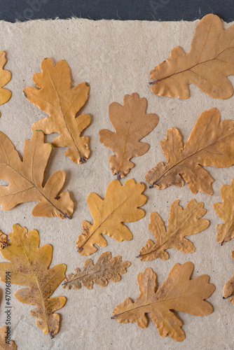 autumn leaves on plain brown paper