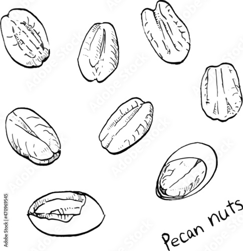 Vector illustration of eight pecan nuts drawn in black and white lines.