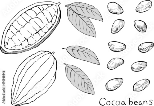 Vector illustration of cocoa beans and leaves in black and white lines.
