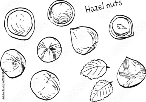  Vector illustration of eight hazelnuts drawn in black and white lines.