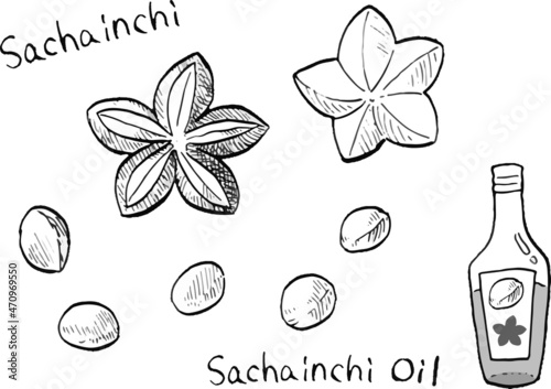 Vector illustration of sacha inchi nuts and oil in black and white lines.