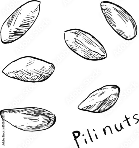 Vector illustration of six pili nuts drawn in black and white lines.