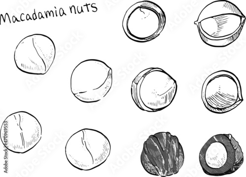 Vector illustration of macadamia nuts and chocolate, drawn in black and white lines.