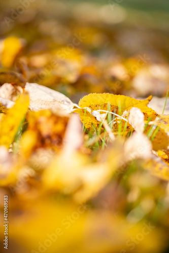 Bright yellow fallen leaves on the ground in autumn, selective focus
