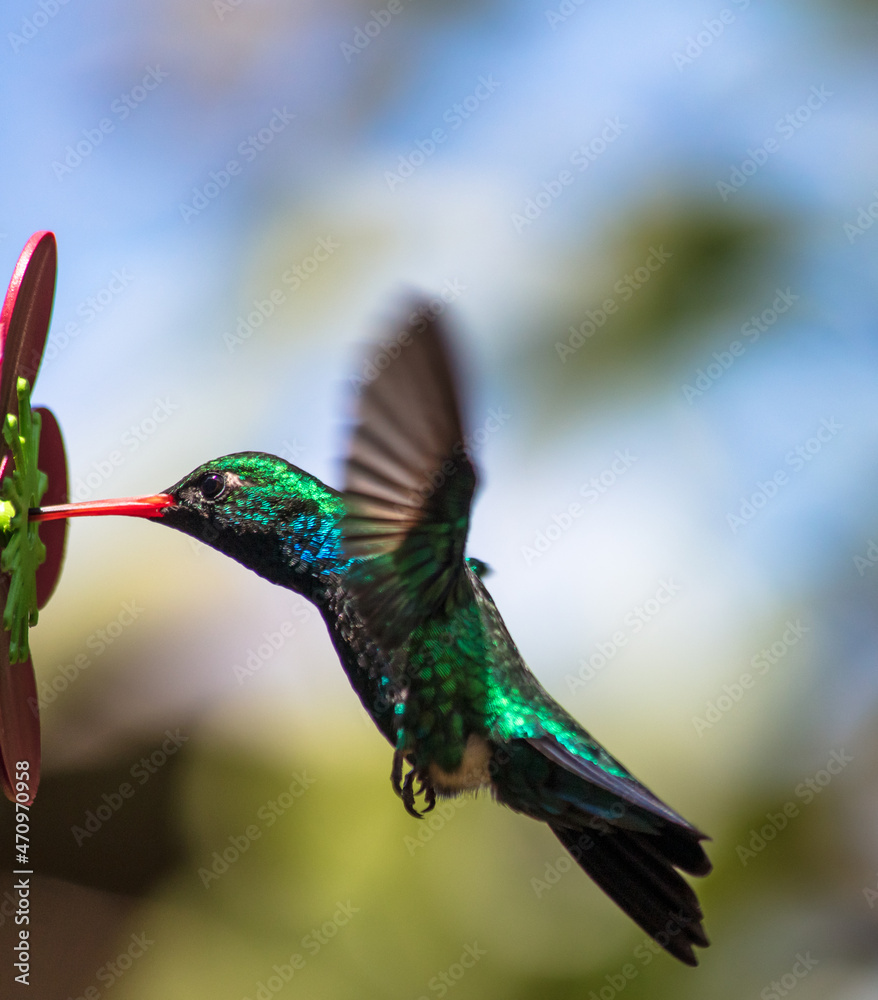 Fototapeta premium Hummingbird sucking nectar. Glittering-bellied Emerald (Chlorostilbon lucidus)