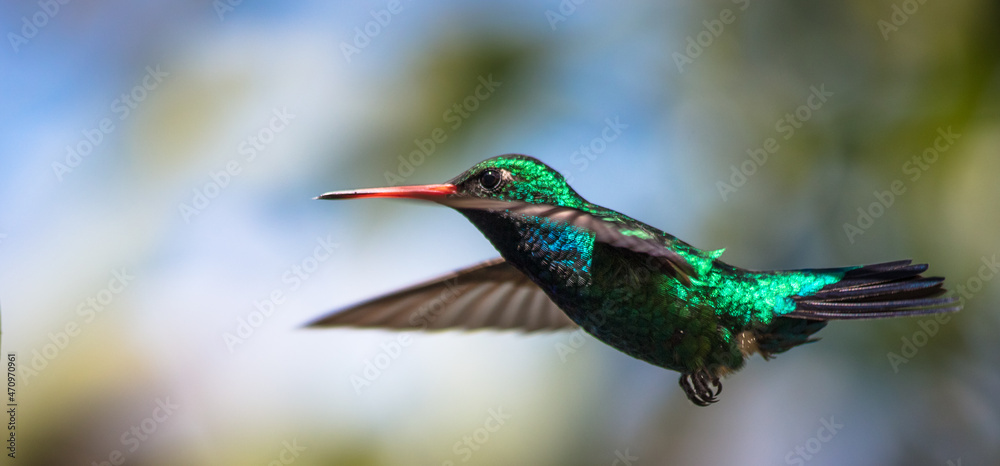 Fototapeta premium Hummingbird in flight - Glittering-bellied Emerald - (Chlorostilbon lucidus)