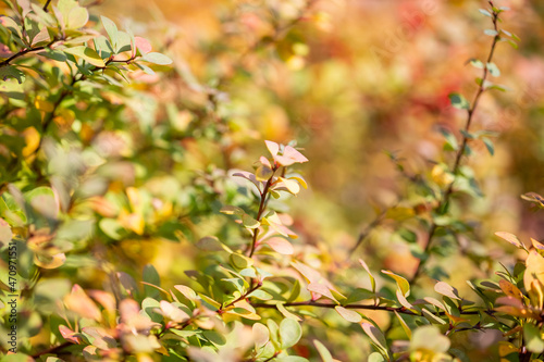 Beautiful autumn background of bright yellow leaves in the sunlight and bokeh