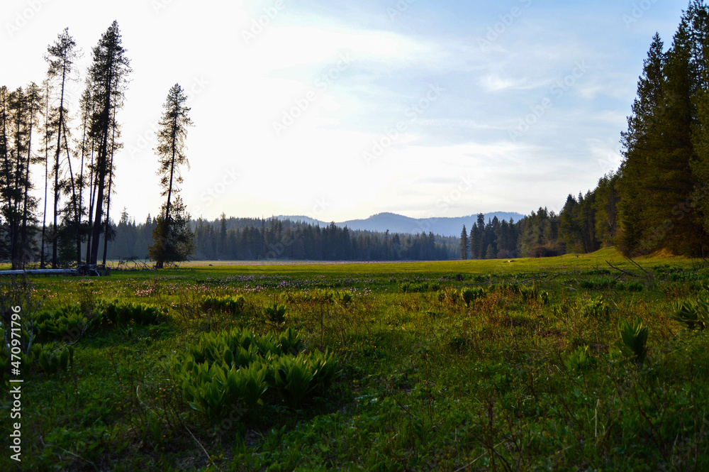 Oregon Meadow Oregon Meadow