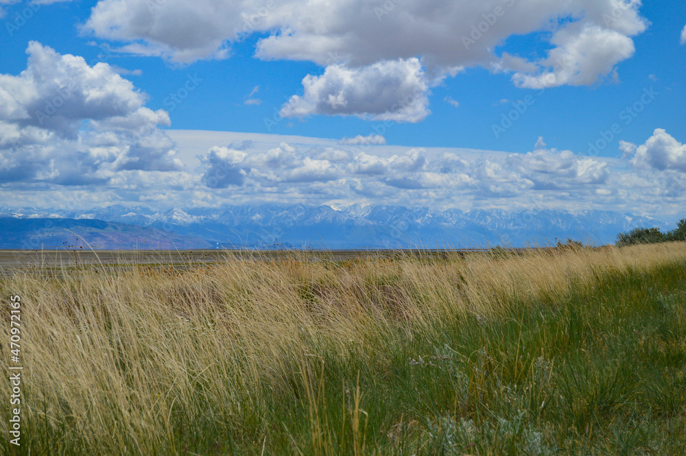 Salt Lake Grassland