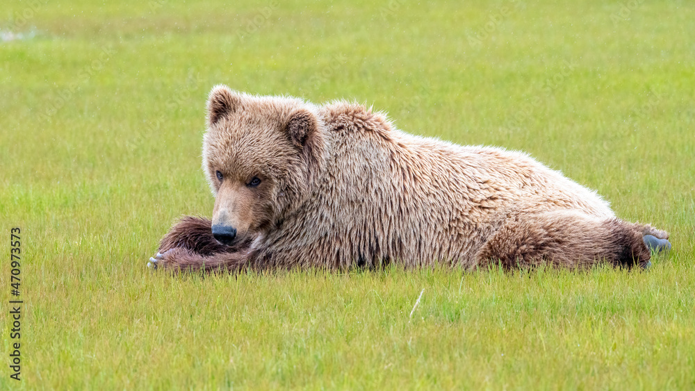 Obraz premium Alaska Peninsula Brown Bear or Coastal Brown Bear in the Rain