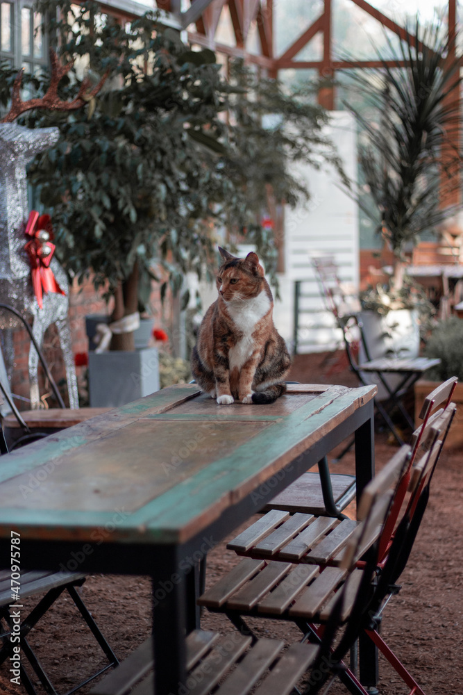 cat sitting in the table