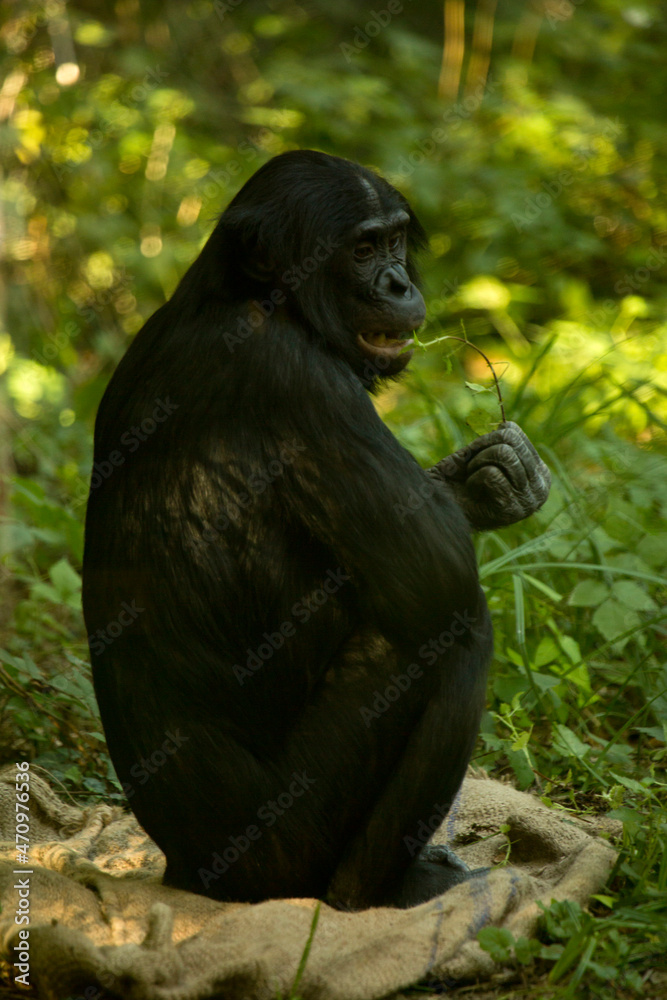 The bonobo, pygmy chimpanzee, dwarf or gracile chimpanzee (Pan paniscus). The bonobo, pygmy chimpanzee, dwarf or gracile chimpanzee (Pan paniscus).
